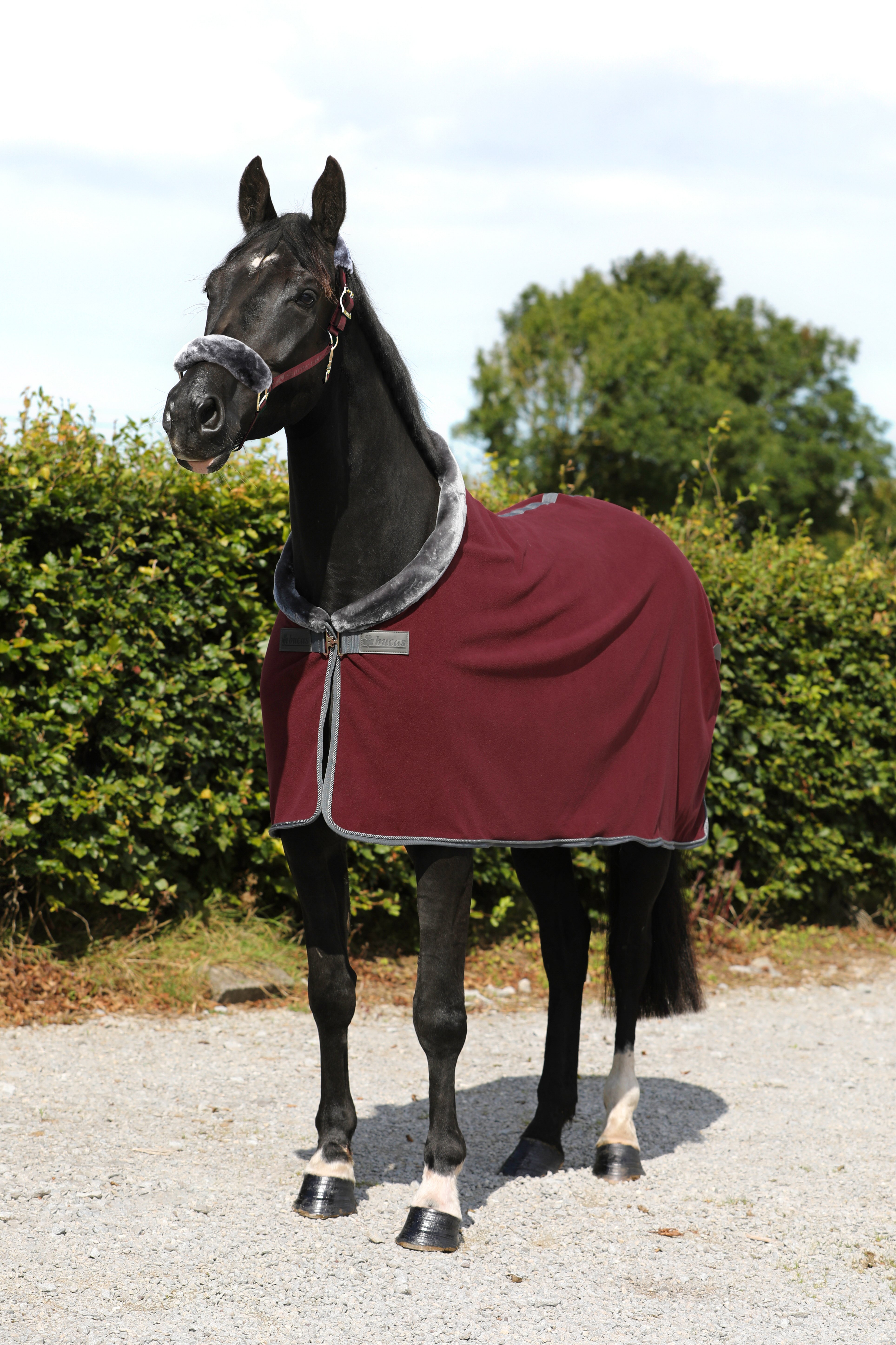 Show-Line Fleece 400 165 Burgund