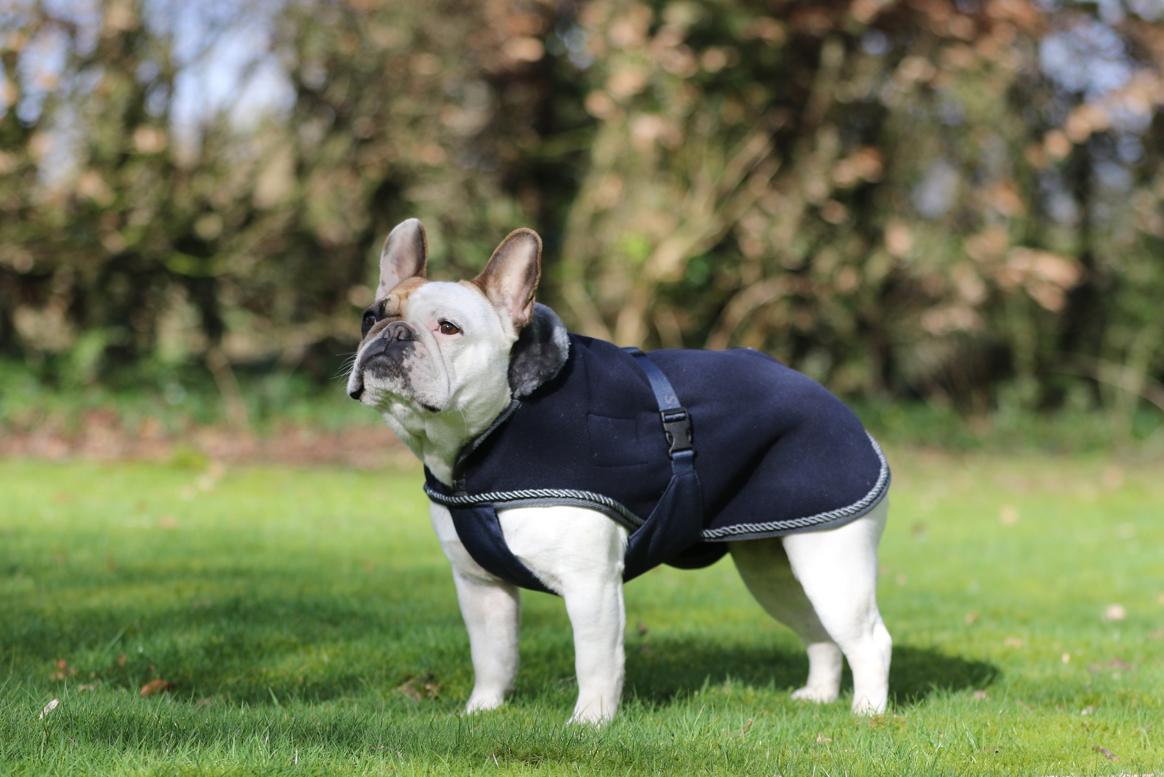 Show-Line Dog Rug 60cm Navy/Grey