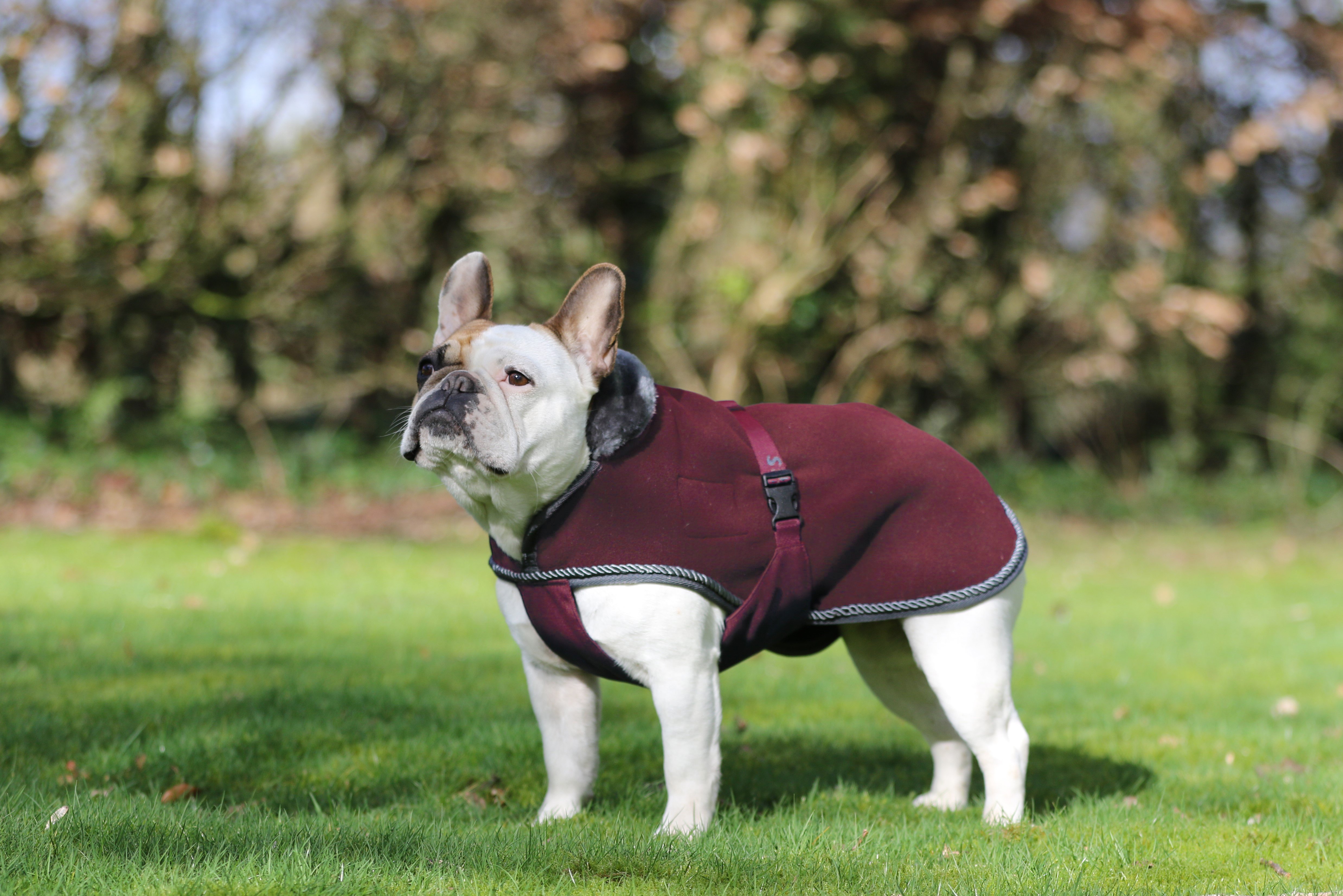 Show-Line Dog Rug 55cm Burg/Grey
